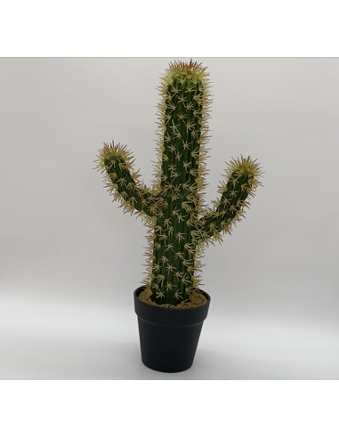 Cactus en pot