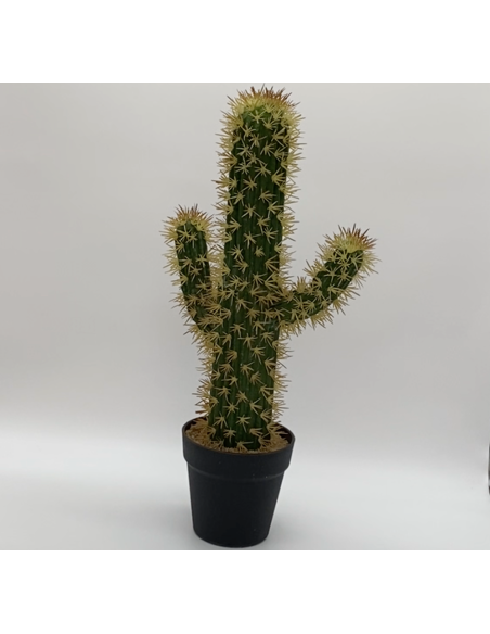 Cactus en pot