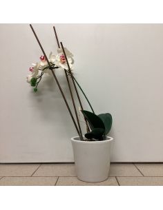 Orchidee